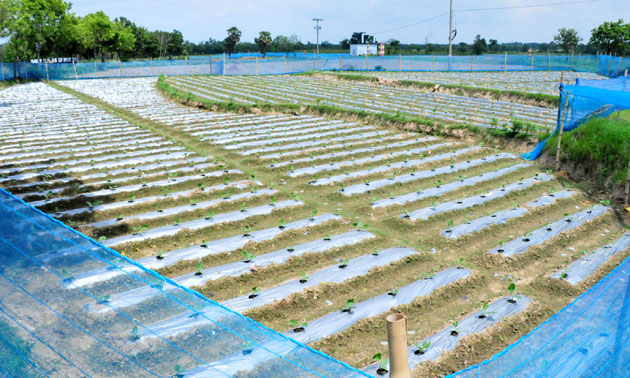 গোদাগাড়ীতে পলিথিন বিছিয়ে বেগুন চাষ