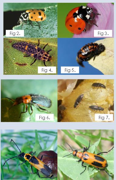 জৈব কৃষি আমাদের কৃষি।