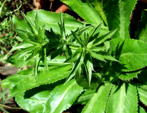 বিলাতি ধনিয়া চাষ পদ্ধতি