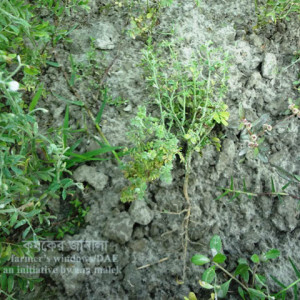 মসুরের মোজাইক রোগ