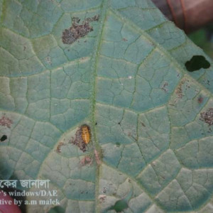 ঝিঙ্গার কাঁঠালে পোকা