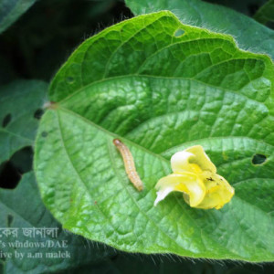 মাসকলাইয়ের ফলছিদ্রকারি পোকা